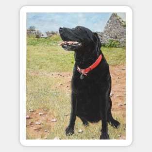 Jet the black Labrador on Berry head Brixham Devon Sticker